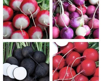 Rainbow Radish Collection | Seeds