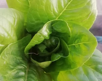 Little Gem Butterhead Lettuce Seeds