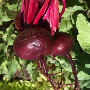 Detroit Dark Red Beet Seeds | Heirloom