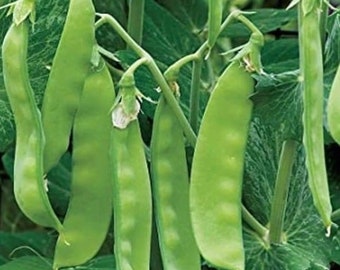 Mammoth Melting Sugar Snow Pea | Dziedzictwo