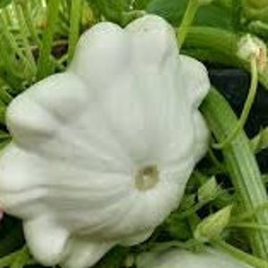 Semillas tempranas de calabaza de verano de vieira de arbusto blanco / reliquia