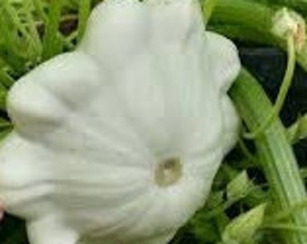 Early White Bush Scallop Summer Squash Seeds | Heirloom