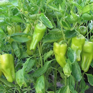 Cubanelle Pepper Seeds | Heirloom