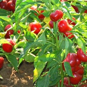 Large Red Cherry Pepper Seeds | Hot | Heirloom | Organic