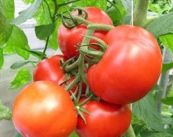 Campbell 33 Tomato Seeds | Heirloom | Organic