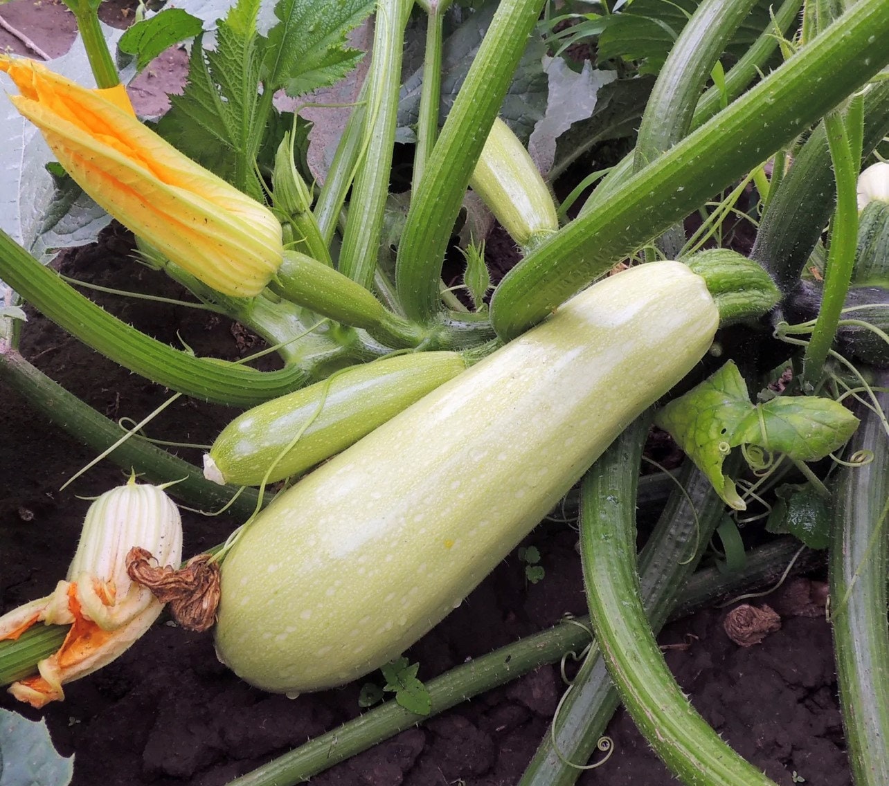 Lebanese White Bush Squash (white Marrow Summer Squash) | Heirloom