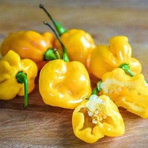 Caribbean Yellow Habanero Pepper Seeds | Hot