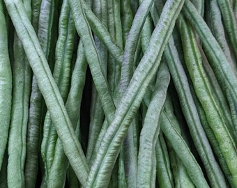 Semi di fagioli lunghi verde scuro