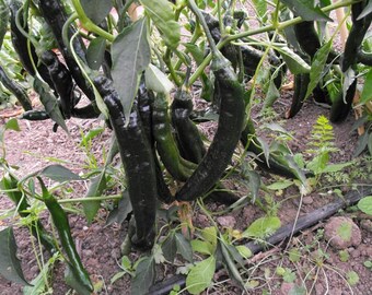 Pasilla Bajio Pepper Seeds | Hot | Heirloom | Organic - Etsy