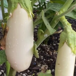 Casper White Eggplant Seeds | Heirloom | Organic
