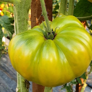 Dwarf Emerald Giant Tomato Seeds