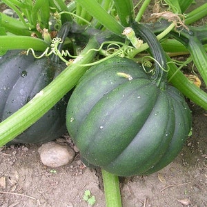 Eichel Winterkürbis Kürbiskerne | Erbstück