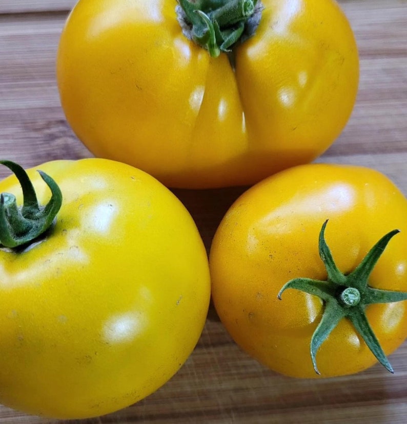 Lemon Boy Tomato Seeds - Thumbnail 2
