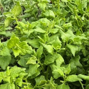 New Zealand Spinach Seeds | Heirloom