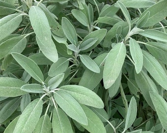 Broad Leaf Sage Seeds | Heirloom | Herb