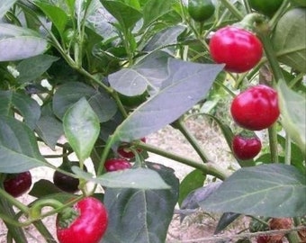 Sweet Red Cherry Pepper | Heirloom