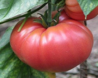 German Johnson Tomato Seeds | Heirloom