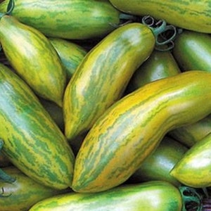 Green Sausage Tomato Seeds | Organic