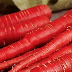 May include: Close-up of a pile of red carrots. The carrots are long and slender, with a deep red color and a smooth, slightly wrinkled surface.