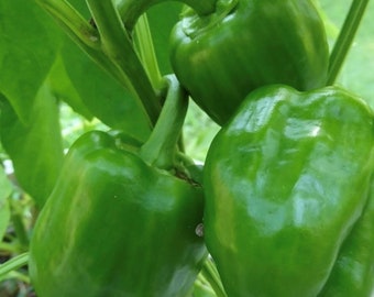 Emerald Giant Pepper Seeds | Sweet | Heirloom
