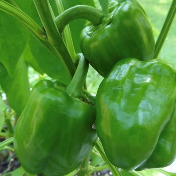 Emerald Giant Pepper Seeds | Sweet | Heirloom