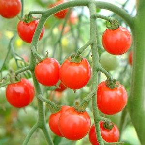 Sweet Aperitif Tomato Seeds | Heirloom