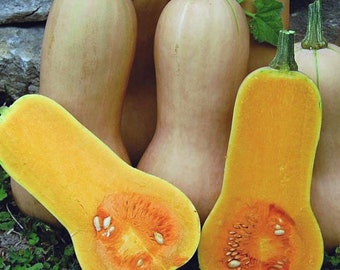 Sale** 1 Oz (200-300 Seeds) Waltham Butternut Winter Squash Seeds | Heirloom