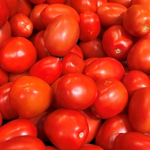 Roma Tomato Seeds | Heirloom