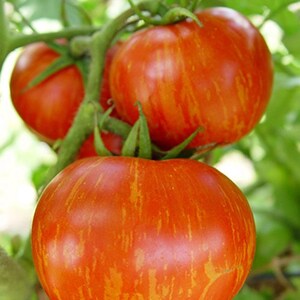 Red Zebra Tomato Seeds | Heirloom