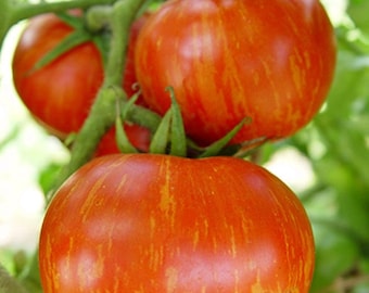 Semillas de tomate cebra roja / Heirloom