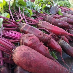 Cylindra Beet Seeds | Heirloom