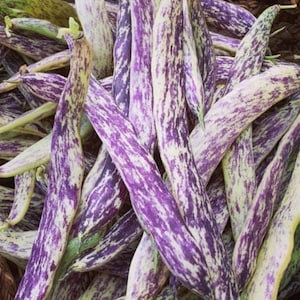 Dragon&#39;s Tongue Bean Seeds | Heirloom