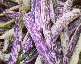 Dragon's Tongue Bean Seeds | Heirloom