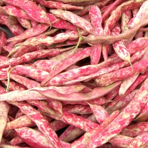 French Horticulture Bean Seeds | Organic