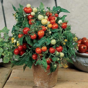 May include: A potted tomato plant with vibrant red, orange, and green cherry tomatoes. The plant is in a terracotta pot and has lush green leaves and small yellow flowers. The tomatoes are in various stages of ripeness.