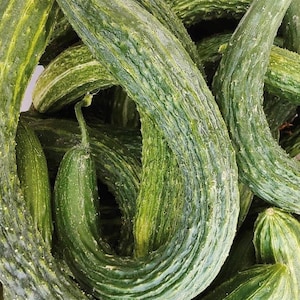 Suyo Long Cucumber Seeds | Heirloom