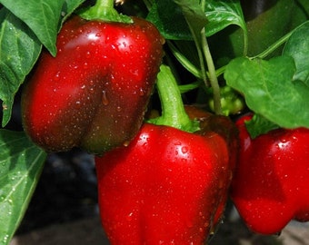 Semillas de pimiento rojo dulce grande / Variedad tradicional / Orgánicas