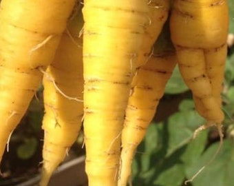 Solar Yellow Carrot Seeds | Heirloom | Organic