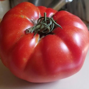 Semi di pomodoro Box Car Willie / Heirloom