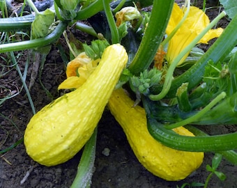Crookneck Summer Squash Seeds | Organic