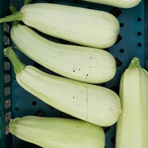 Trieste White Zucchini Seeds | Heirloom