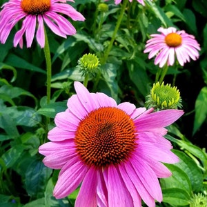 Purple Coneflower Echinacea Seeds  | Heirloom | Native