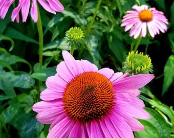 Purple Coneflower Echinacea Seeds  | Heirloom | Native