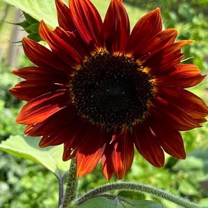 Chocolate Cherry Sunflower Seeds