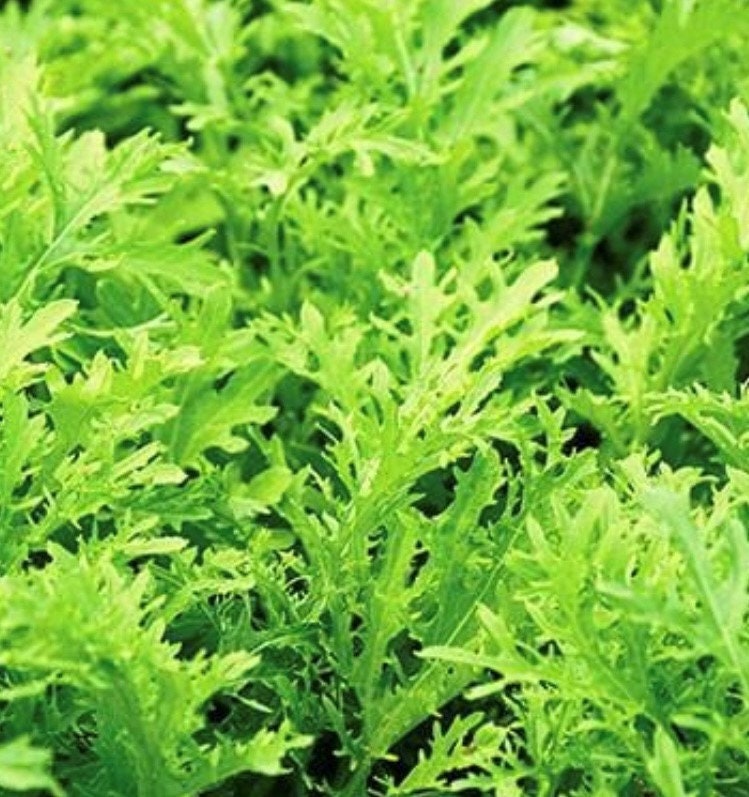 Venta**1 oz (11,200 semillas) Semillas de Mizuna Lime Streaks