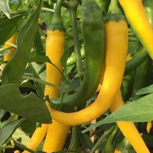 Golden Cayenne Pepper Seeds | Hot