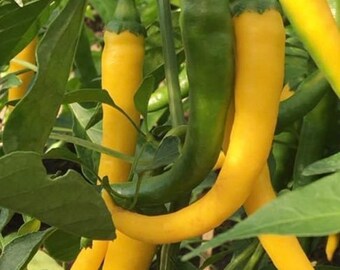 Golden Cayenne Pepper Seeds | Hot