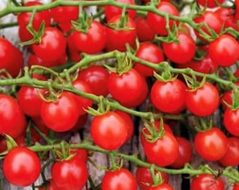 Rote Johannisbeere Tomatensamen | Erbstück