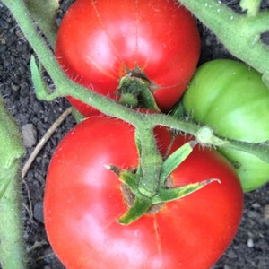 Dwarf Champion 15 Tomato Seeds | Heirloom