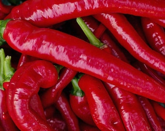 Large Red Thick Cayenne Pepper Seeds | Heirloom